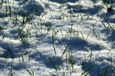冬季 雪 冷 性质 图 冬天 一月 景观 似雪