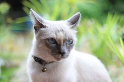 猫 兄弟柠檬 心情不好