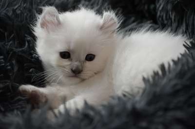 小猫 猫 宠物 可爱的 动物 小的 迷人 毛茸茸的 基蒂