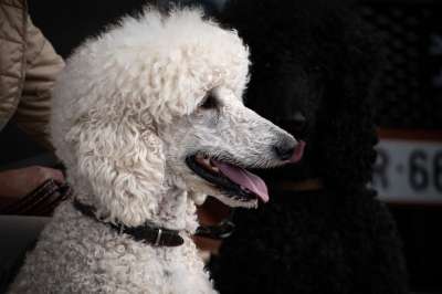 狗 贵宾犬 白色贵宾犬 头贵宾犬 优雅的狗 动物 肖像 狗壁纸