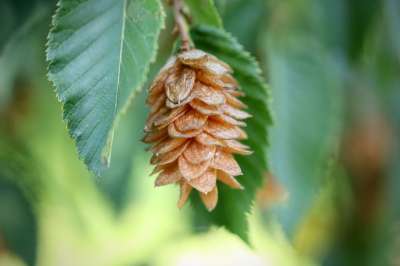 啤酒花榉木 山毛榉 落叶乔木 牡蛎 欧洲啤酒花榉木 普通啤酒花山毛榉