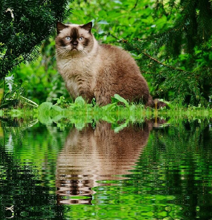 猫 英国短毛猫 河岸 反射 水 蓝眼睛 花园 纯种 亲爱的