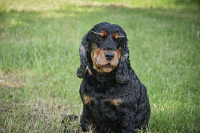 动物 狗 哺乳动物 英国可卡犬 品种 犬类 宠物 朋友