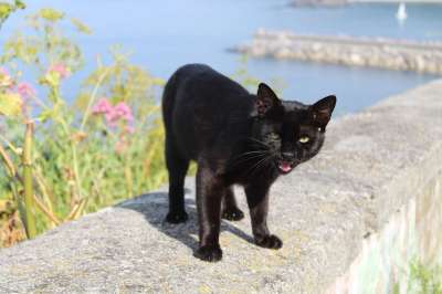 动物 猫 猫科动物 吉祥物 看 黑猫 海滩
