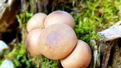 蘑菇 树桩 苔藓 森林
