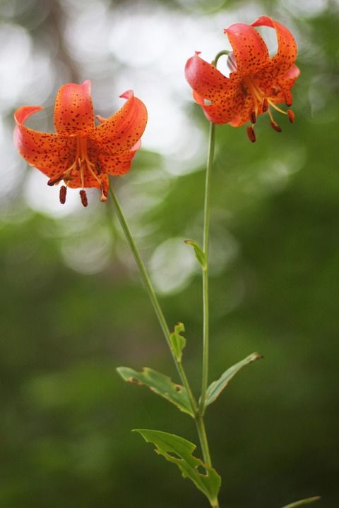 密歇根州 百合 老虎 橙色的 斑 花 花的 植物 特写 自然
