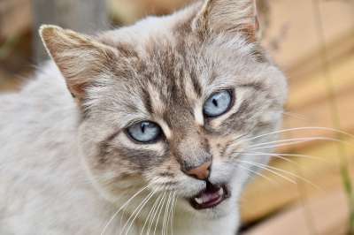 猫 猫Nala 胡同猫 猫蓝色的眼睛 鳄鱼的白色的猫 Nala