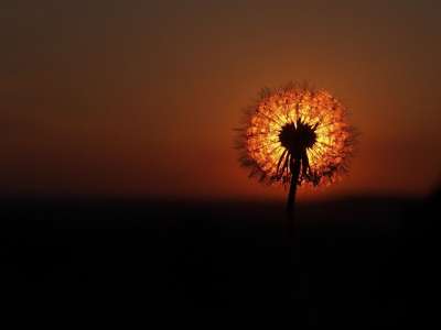 自然 太阳 黎明 日落 轮廓 花 明亮的 光 蒲公英 夏天