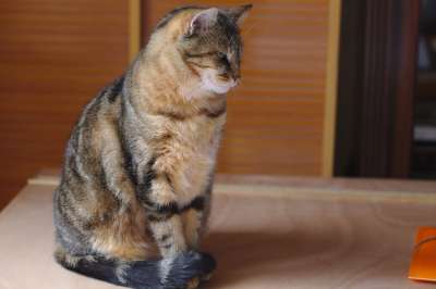 猫 老虎 捕食者 毛皮 动物 猫科动物 爱情 肖像 哺乳动物