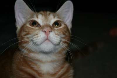 猫 小猫 虎斑猫 橙色的 毛皮 可爱的 基蒂 肖像 猫科动物