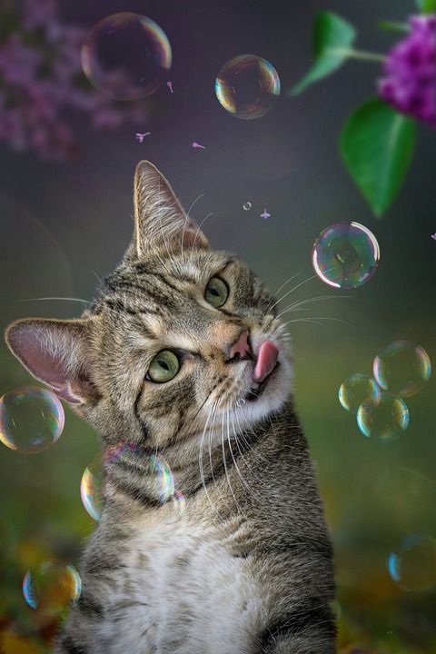猫 小猫 哺乳动物 肥皂泡 国内动物 物种 动物 毛皮 国内的