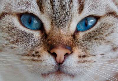 猫 蓝眼睛 动物 可爱的 眼睛 毛皮 肖像 国内的猫 灰猫