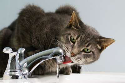 猫 喝 自来水 国内的猫 动物 猫科动物 哺乳动物 宠物