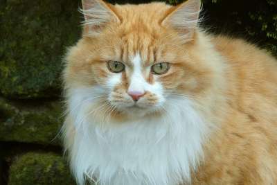 猫 纯种 毛皮 英国 动物 棕色的 白色的 棕色的-白色 在补丁