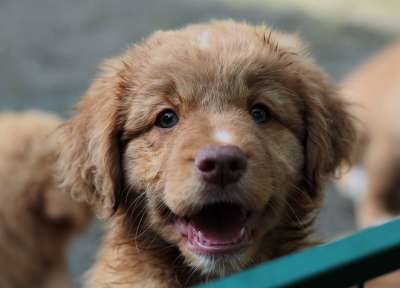 新斯科舍鸭收费猎犬 狗 小狗 宠物 动物 收银员 年轻的狗 国内的