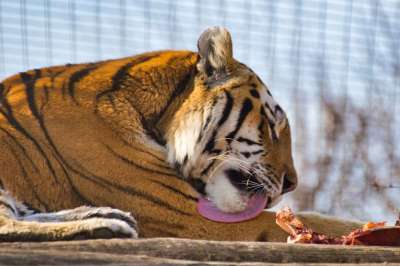 老虎 大猫 危险的 食肉动物 动物园