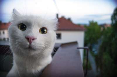 猫 宠物 粉红色的鼻子