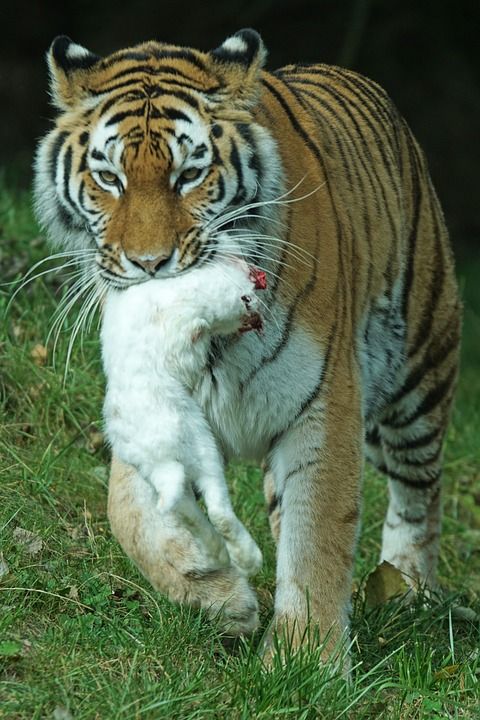 Amurtiger 老虎 捕食者 大猫 食肉动物 危险的 猫