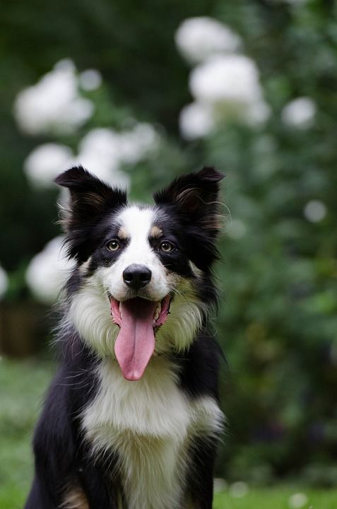 边境牧羊犬 肖像 狗 英国牧羊犬 纯种狗
