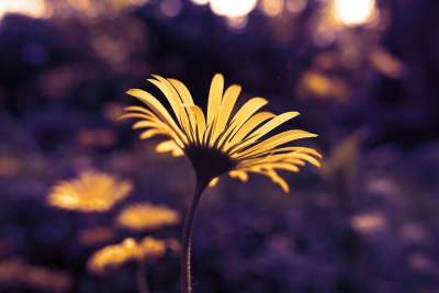 芭蕉叶豹的祸根 花 Doronicum Plantagineum 多年生