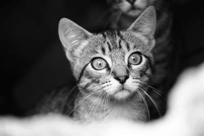 猫 流浪 黑和白 看 猫科动物