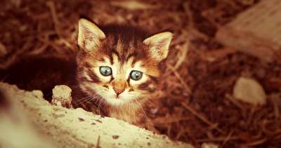 猫 年轻 俏皮的 年轻的猫 家猫 家畜 小猫 甜 好奇的