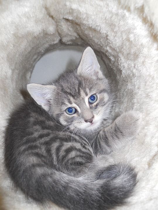 猫 年轻的猫 可爱的 动物 老虎