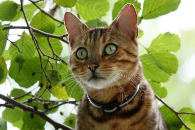 孟加拉猫 猫 家畜 动物 哺乳动物 可爱的 漂亮 孟加拉