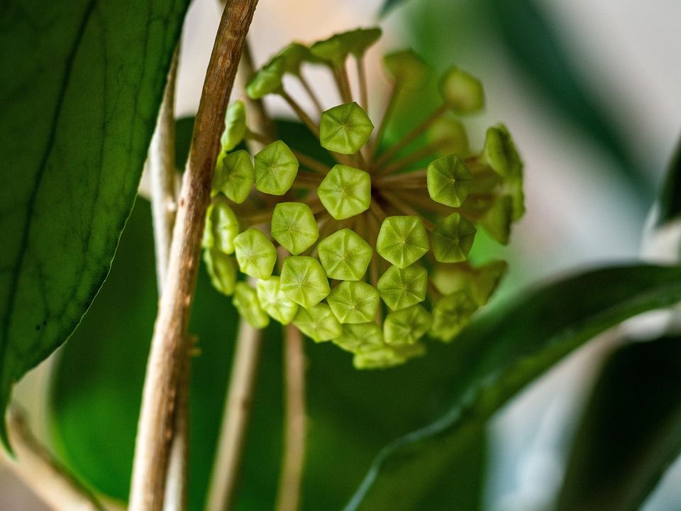 霍亚, 盛开, 球, 芽, 绿色, 新鲜的, 小的, 自然, 房间, 工厂