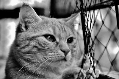 猫 鲭鱼 怀旧 卷筒纸 等待 红色的 大花猫 小猫 红猫 虎猫