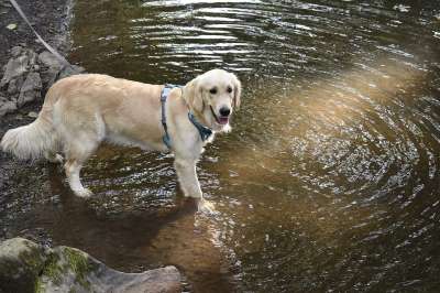 金毛猎犬 狗 湖 犬类 宠物 动物 外部 金毛猎犬塞雷纳