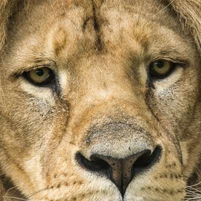 狮子 野猫 捕食者 非洲 鬃毛 苹果浏览器 动物园 野生