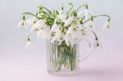 花 春天的花朵 雪花莲 春天的预兆 白色的 大器晚成 春天 关闭