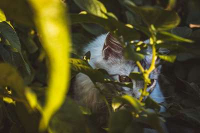 猫 动物 花园 宠物 猫科动物 隐 灌木丛 树叶 户外