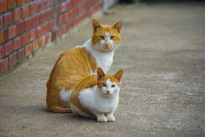猫 野兽 动物 荒野