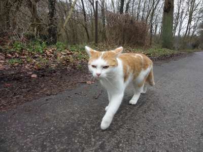 猫 动物 跑步 家猫 户外 毛皮