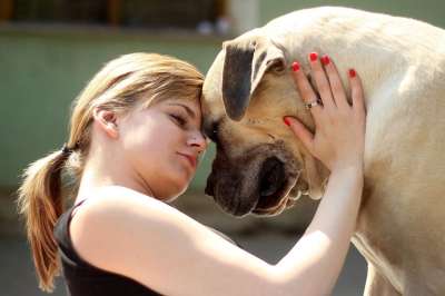 布尔布尔 花生斗牛犬 选票 狗 兽 法国獒 莫洛斯 美丽 动物