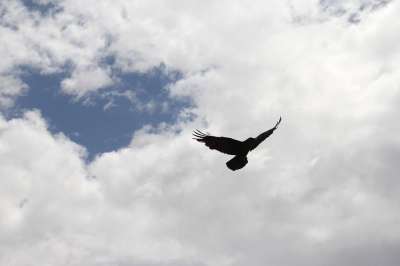 乌鸦 掠夺 鸟 天空 轮廓 黑色的 翅膀 羽毛 航班 死亡