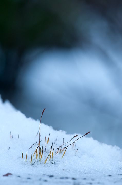 苔藓孢子 冬天 雪 寒冷的 雪魔 冬季景观 安静的 蓝色的