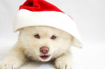 圣诞节 小狗 狗 Christmasdog 宠物 动物 可爱的