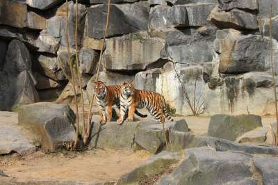 老虎 动物园 大猫 捕食者 外壳 动物 柏林