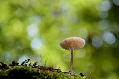蘑菇 掌舵 苔藓 森林 落下 太阳 自然