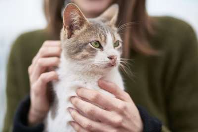 猫 女士 宠物 动物