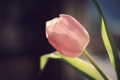 郁金香 花 开花 粉色的 春天的花朵 春天 切花 花艺 关闭