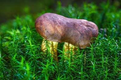 蘑菇 收集 真菌科学 素食 素食主义者 子实体 森林地面 苔藓