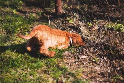 小狗 动物 挖 挖掘 逃脱 地面 洞 宠物 西班牙猎犬 年轻