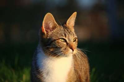 猫 小猫 鲭鱼 虎猫 大花猫