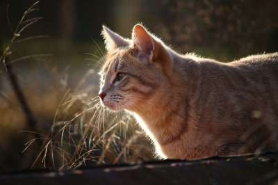 猫 小猫 鲭鱼 猫脸 品种猫 暹罗 Katzenkopf 小胡子