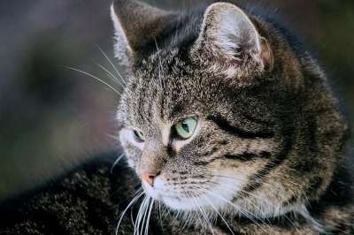 猫 家猫 哺乳动物 动物 野生动物 鲭鱼 肖像