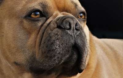狗 法国斗牛犬 鼻子 脸 可爱的 眼睛 动物 肖像 情绪